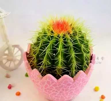 花卉养殖技巧视频教程，花卉养殖技巧有哪些？