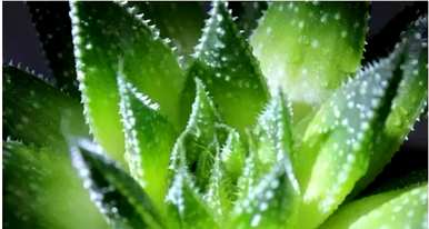 花卉养殖技巧视频教程，花卉养殖技巧有哪些？