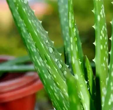 花卉养殖技巧视频教程，花卉养殖技巧有哪些？
