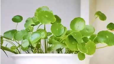 花卉养殖技巧视频教程，花卉养殖技巧有哪些？