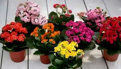 花卉养殖技巧视频教程，花卉养殖技巧有哪些？
