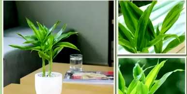 花卉养殖技巧视频教程，花卉养殖技巧有哪些？