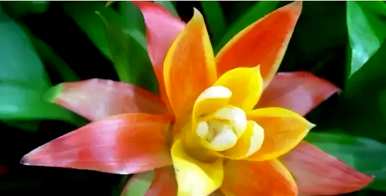 花卉养殖技巧视频教程，花卉养殖技巧有哪些？