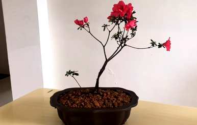 如何养杜鹃花，如何养杜鹃花