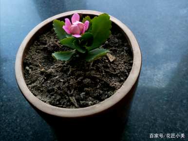 宫灯长寿花的养殖方法及注意事项，长寿花的养殖方法及注意事项