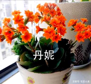 宫灯长寿花的养殖方法及注意事项，长寿花的养殖方法及注意事项