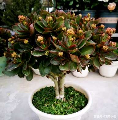 宫灯长寿花的养殖方法及注意事项，长寿花的养殖方法及注意事项