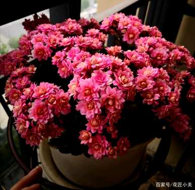 宫灯长寿花的养殖方法及注意事项，长寿花的养殖方法及注意事项