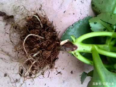 宫灯长寿花的养殖方法及注意事项，长寿花的养殖方法及注意事项