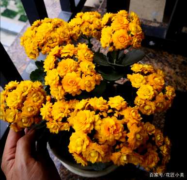 宫灯长寿花的养殖方法及注意事项，长寿花的养殖方法及注意事项