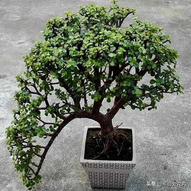 室内花卉盆景有哪些？罗汉松花盆景大全