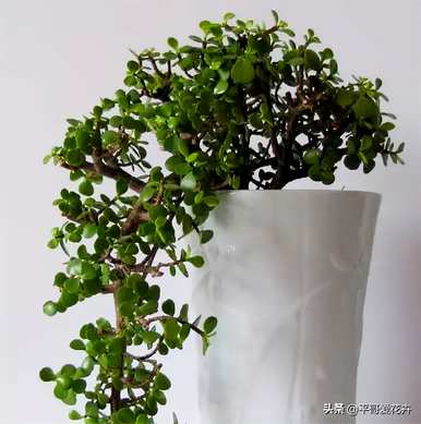 室内花卉盆景有哪些？罗汉松花盆景大全