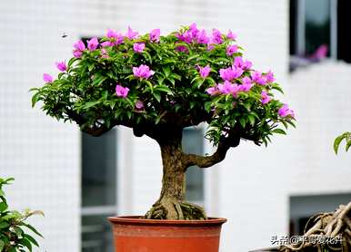 室内花卉盆景有哪些？罗汉松花盆景大全