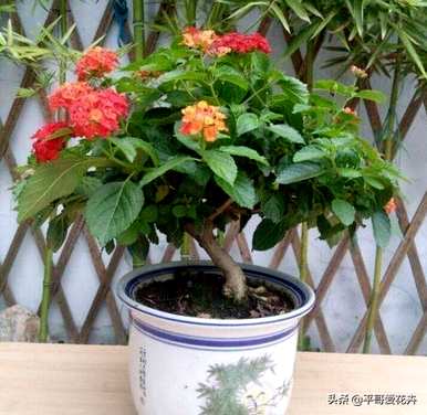 五色梅的养殖方法和技术适合室内养殖吗？