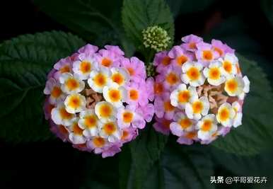 五色梅的养殖方法和技术适合室内养殖吗？