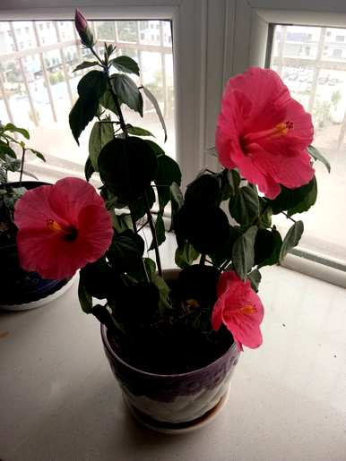 一年四季盛开的花有哪些？什么花一年四季盛开？