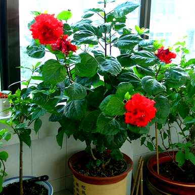 一年四季盛开的花有哪些？什么花一年四季盛开？