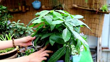 怎样养发财树才能使叶子茂盛，怎样养发财树才能使叶子茂盛？