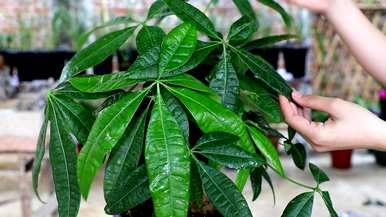 怎样养发财树才能使叶子茂盛，怎样养发财树才能使叶子茂盛？