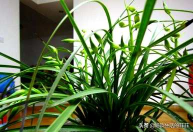 大花蕙兰怎么养才开花，大花蕙兰怎么养才开花视频教程