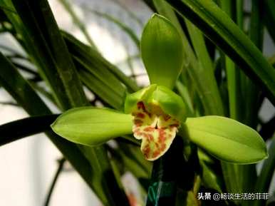 大花蕙兰怎么养才开花，大花蕙兰怎么养才开花视频教程