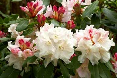 冬天怎么养杜鹃花？杜鹃花能喷水吗？