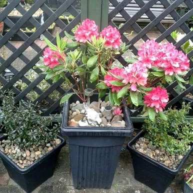 冬天怎么养杜鹃花？杜鹃花能喷水吗？