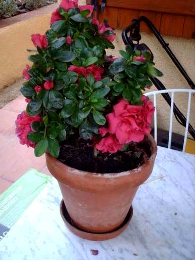 冬天怎么养杜鹃花？杜鹃花能喷水吗？