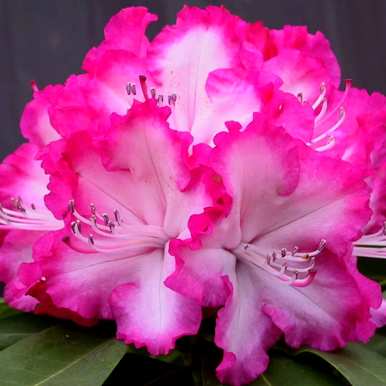 冬天怎么养杜鹃花？杜鹃花能喷水吗？