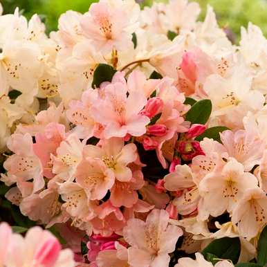 冬天怎么养杜鹃花？杜鹃花能喷水吗？