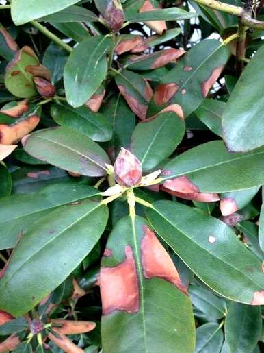 冬天怎么养杜鹃花？杜鹃花能喷水吗？