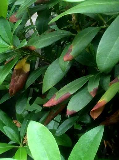 冬天怎么养杜鹃花？杜鹃花能喷水吗？