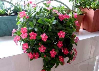 如何养好花，如何养好花？