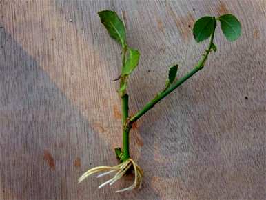 如何养好花，如何养好花？