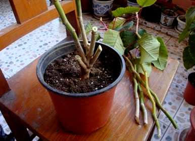 如何养好花，如何养好花？