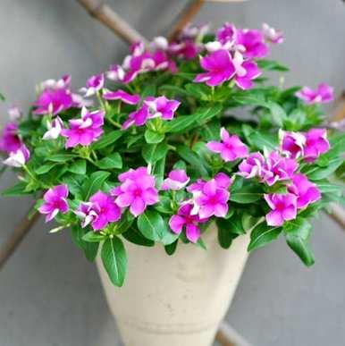 如何养好花，如何养好花？