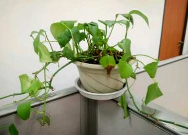 如何养好花，如何养好花？
