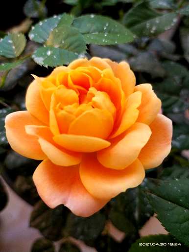 月季花有哪些品种，月季花有哪些品种？