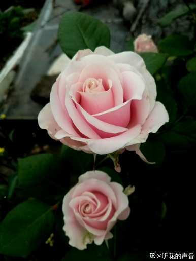 月季花有哪些品种，月季花有哪些品种？