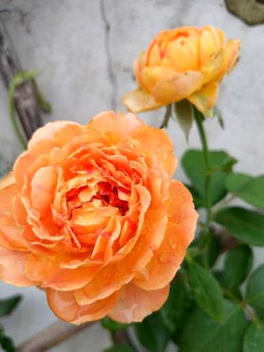 月季花有哪些品种，月季花有哪些品种？