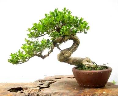 冬天怎么养黄杨盆景？冬天小叶黄杨怕冻吗？