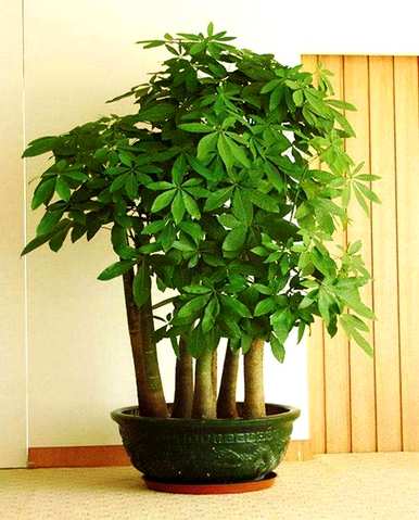 什么样的花树适合室内栽培，什么样的花树适合室内栽培？