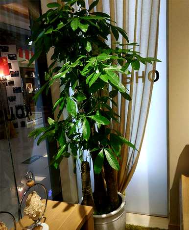 什么样的花树适合室内栽培，什么样的花树适合室内栽培？