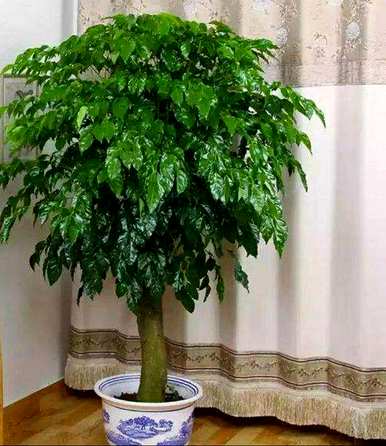 什么样的花树适合室内栽培，什么样的花树适合室内栽培？