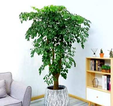 什么样的花树适合室内栽培，什么样的花树适合室内栽培？