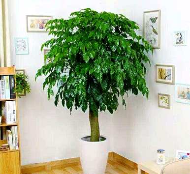 什么样的花树适合室内栽培，什么样的花树适合室内栽培？