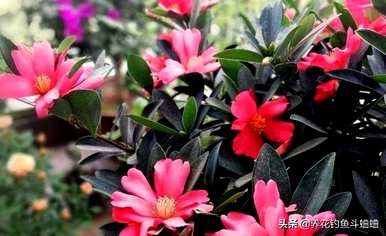 如何养茶花树才能长得好，如何养茶花树？