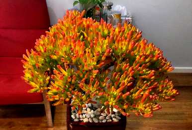 什么样的花树适合室内栽培，什么样的花树适合室内栽培？