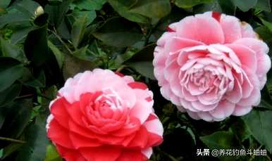 如何养茶花树才能长得好，如何养茶花树？