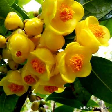 如何养茶花树才能长得好，如何养茶花树？